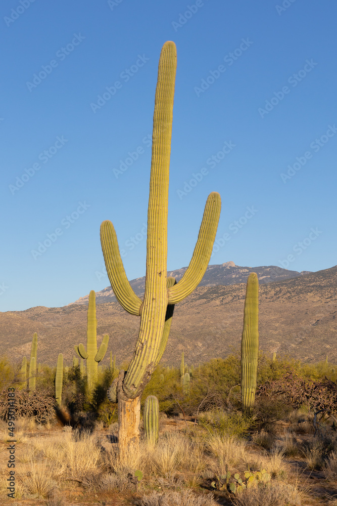 Deformed Saguaro cactus in Arizona