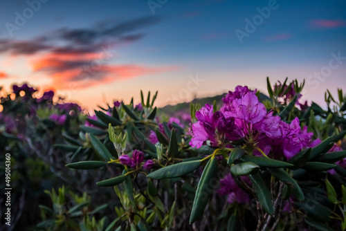 Rhododendron Flowers with Sunrise