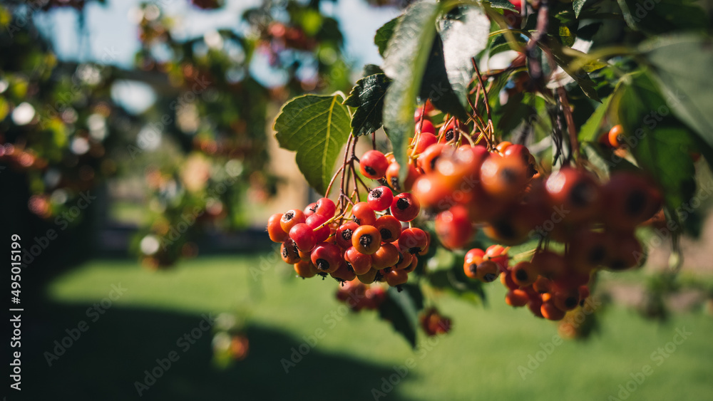 berries on a tree berries on a tree