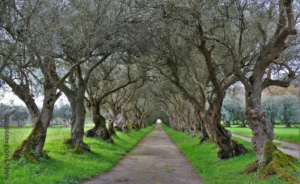 Paseo de los olivos, Galicia