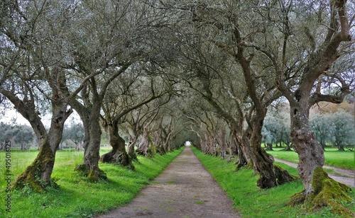 Paseo de los olivos  Galicia