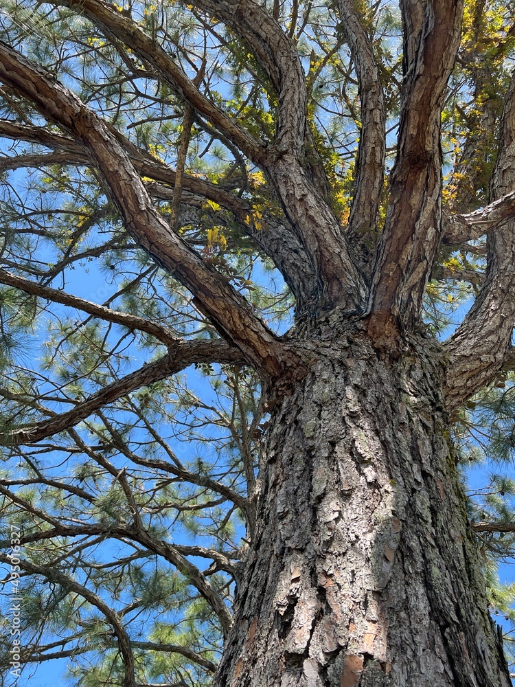 old pine tree