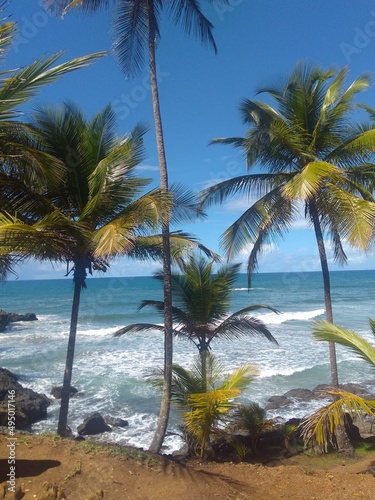 palm trees on the beach