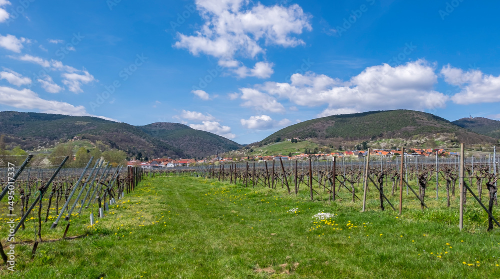 Weinfelder, Haardtrand, St. Martin, Pfalz