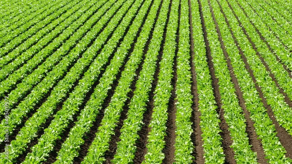 Evening view of a vast field. Evening view of a vast field.