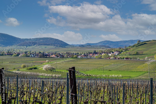 Blick über Weinberge auf den Weinort Ilbesheim, Südpfalz photo