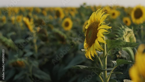 Close up shot of sunflower