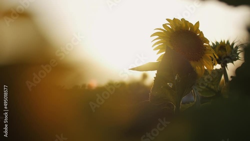 Sunflowers in the field in beautiful light 4K