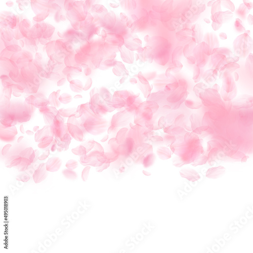 Sakura petals falling down. Romantic pink flowers gradient. Flying petals on white square background. Love, romance concept. Appealing wedding invitation.