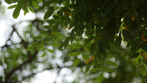 Acacia leaves with beautiful bokeh