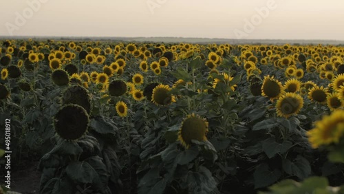 Sunflowers in the field 4K