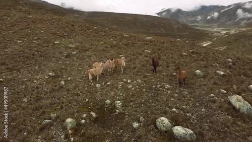 Muchas alpacas y llamas en una montaña de Peru. Concepto de animales, vida silvestre. photo