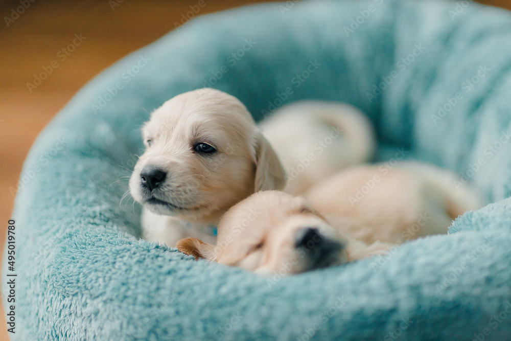 cute and funny golden retriever puppies explore the world, eat and sleep cute and funny golden retriever puppies explore the world, eat and sleep