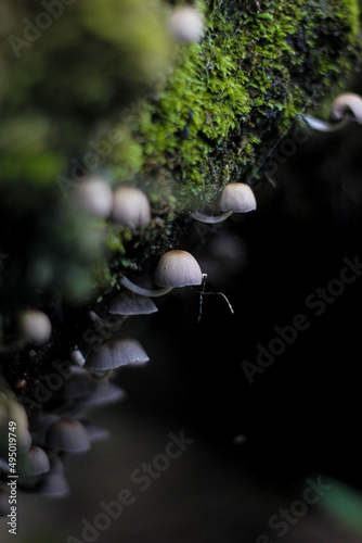 moss on the rocks