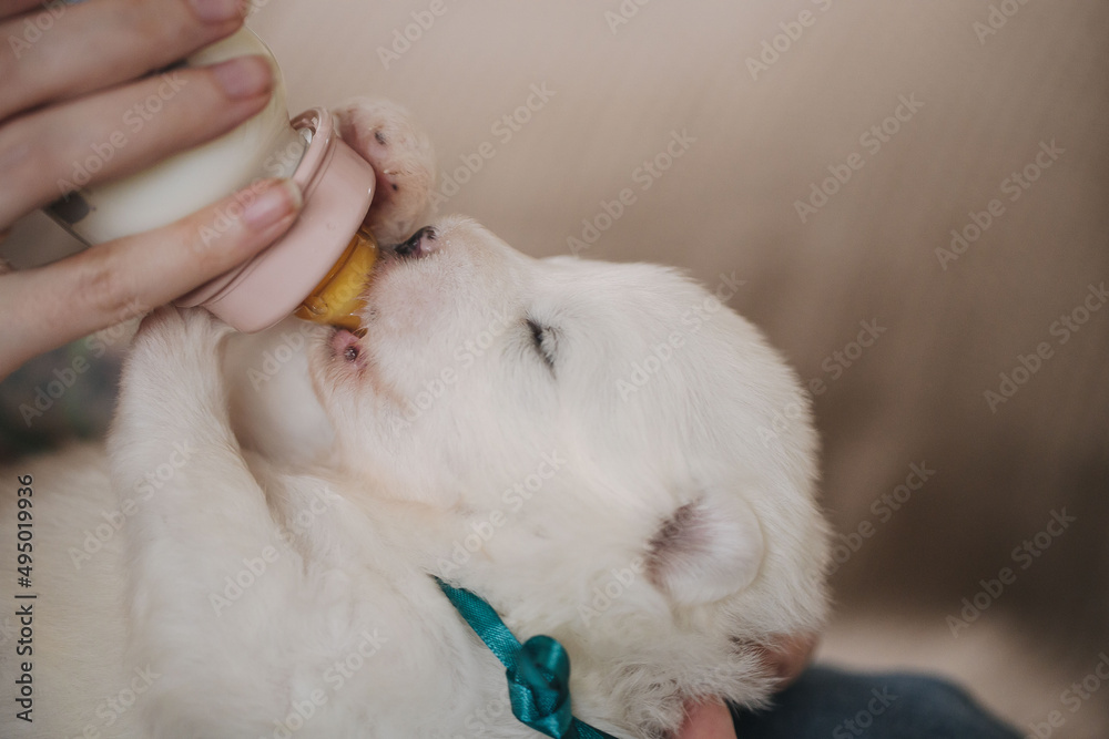 cute and funny samoyed puppies eat milk from a bottle and sleep at home on a soft sofa cute and funny samoyed puppies eat milk from a bottle and sleep at home on a soft sofa