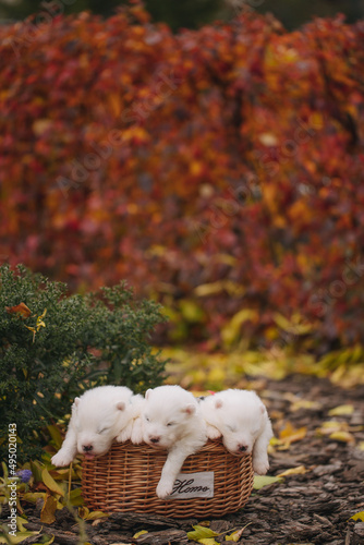cute and funny samoyed puppies lie in a basket in a beautiful autumn forest with red leaves, fog and green grass