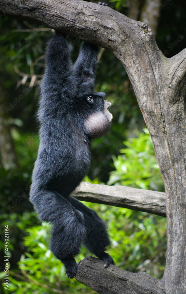 The shout and calling to all his friends of a gibbon, The siamang, Symphalangus syndactylus. The shout and calling to all his friends of a gibbon, The siamang, Symphalangus syndactylus.