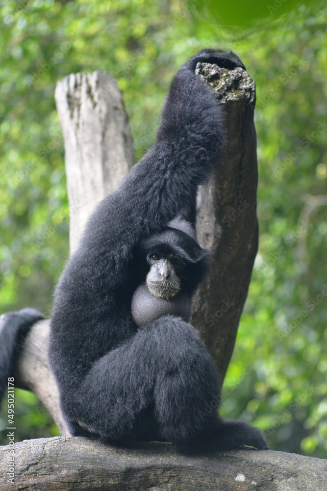 Obraz premium The siamang, Symphalangus syndactylus is an arboreal, black furred gibbon native to the forests of Indonesia