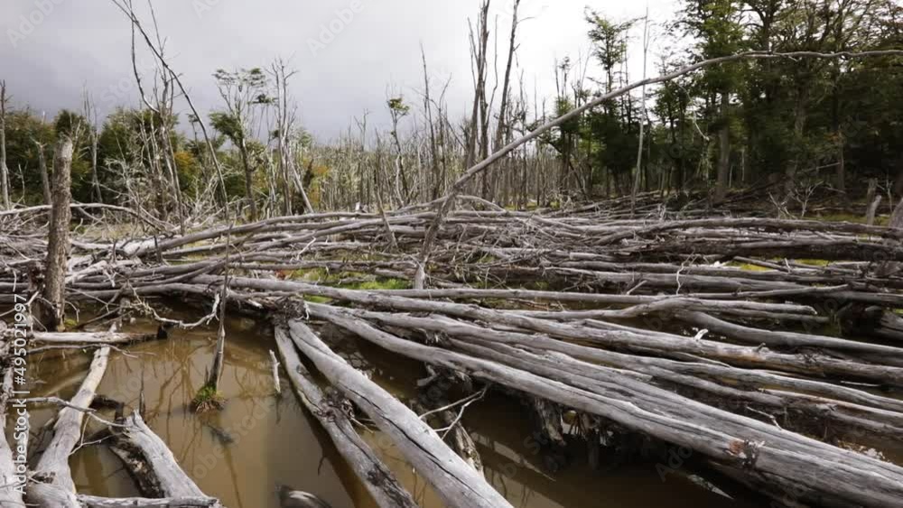 Beavers habitat. Hidden swamp in the forest, created by a beavers dam. View of the fallen and rotting trees in the marshland. Beavers habitat. Hidden swamp in the forest, created by a beavers dam. View of the fallen and rotting trees in the marshland.