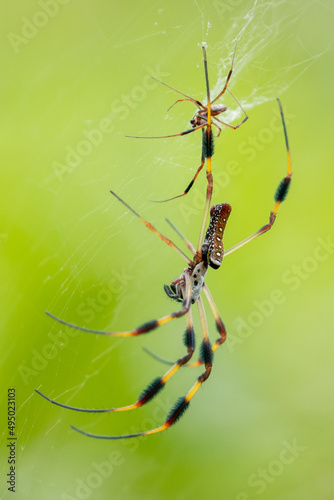 Spider in its web