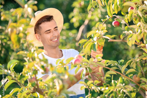 Young man gathering sweet a...