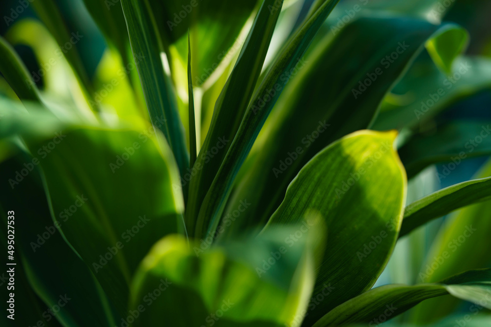 Obraz premium leaves background