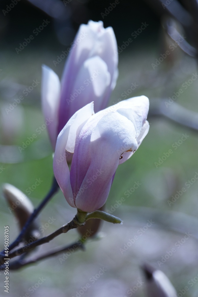 Saucer magnolia flowers. Magnoliaceae deciduous tree. A hybrid of Yulan