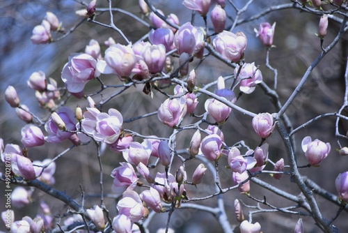 Saucer magnolia flowers. Magnoliaceae deciduous tree. A hybrid of Yulan magnolia and Mulan magnolia, the flowering season is from March to April.  photo