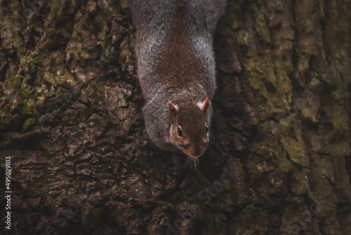 English grey squirrel in the park photo