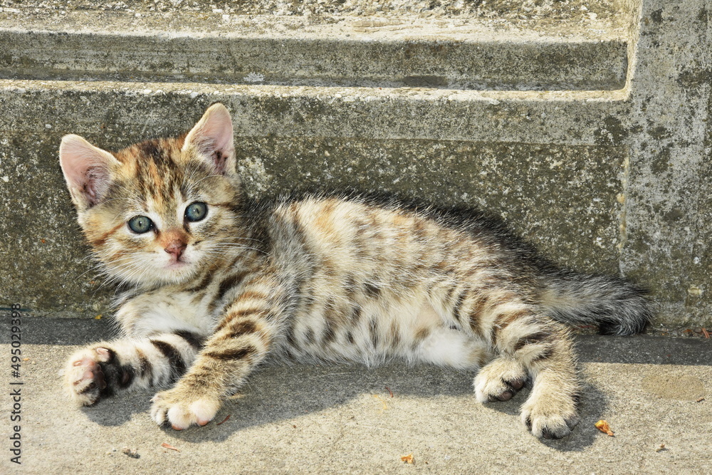 Naklejka premium small striped cat sitting relaxed