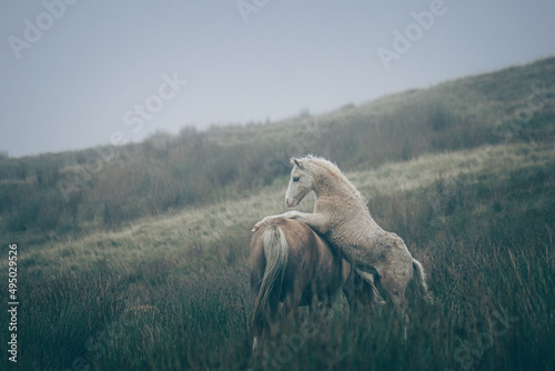 Wild Welsh Mountain Ponies - Brecon Beacon National Park  Wales