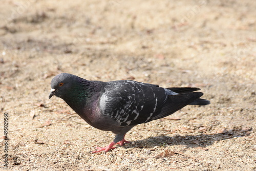  dove,pigeon in the sand,Bistrita, Romania