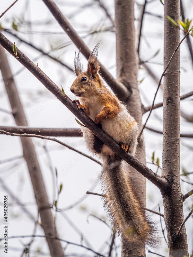 The squirrel sits on a branches in the spring or summer. The squirrel sits on a branches in the spring or summer.