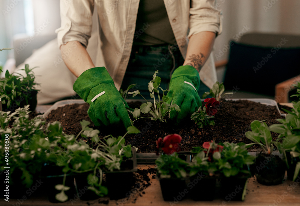 Fototapeta premium Growth is the one of most beautiful processes in life. Cropped shot of an unrecognizable florist potting plants inside her store.