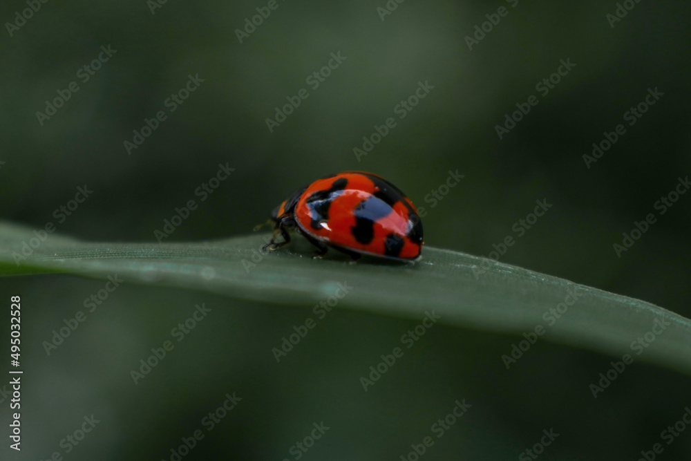 red ladybug with black dots on green grass red ladybug with black dots on green grass