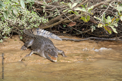 Saltwater Crocodile Basking on the Daintree River (Queensland, Australia). photo