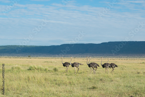 Flock of Common Ostriches in Maasai Mara National Reserve, Kenya.
