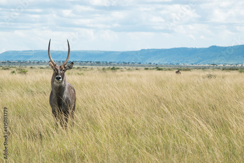 Canvas Print Male Waterbuck Poses for a Photo in Masai Mara National Reserve, Kenya