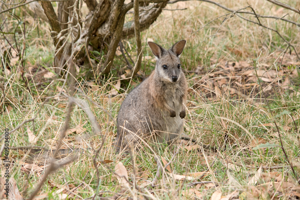 Obraz premium the tammar wallaby is hiding in the bushes