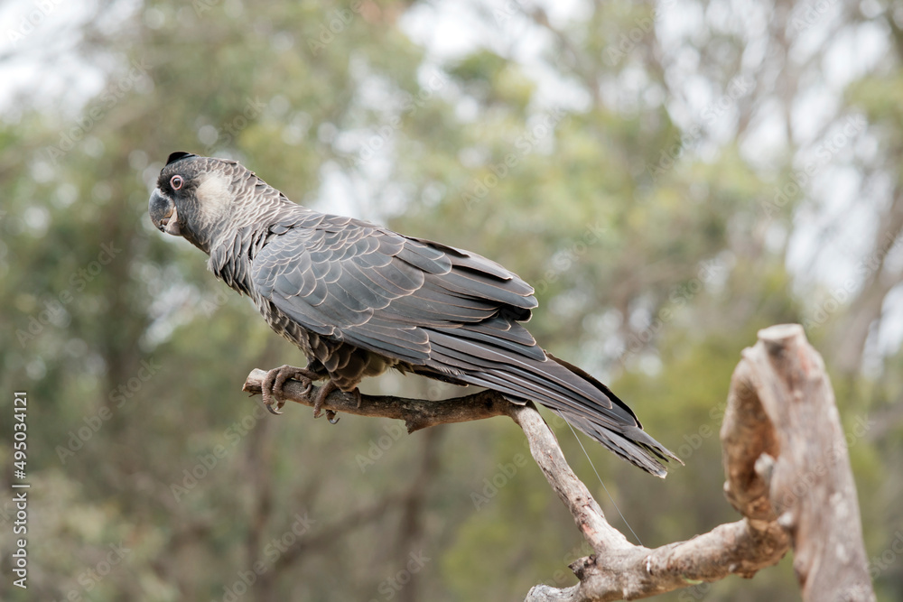 Fototapeta premium this is a white tailed black cockatoo