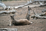the western grey kangaroo is watching over the joey
