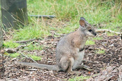 this is a side view of a  tammar wallaby