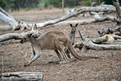 the western grey kangaroo is brown marsupial