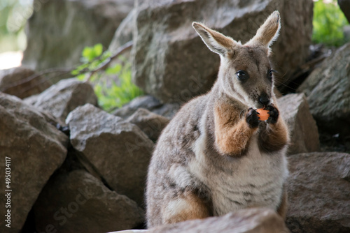 this is a close up of a yellow footed rock wallaby eating a carrot