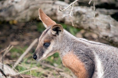 this is a close up of a yellow footed rock wallaby