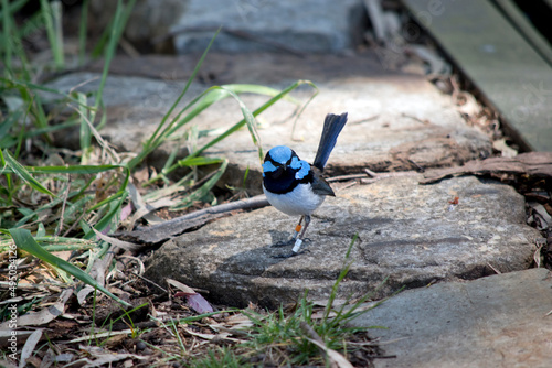 the male fairy wren is restingon rocks photo