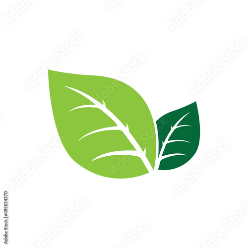 leaf logo vector design ilustration and icon