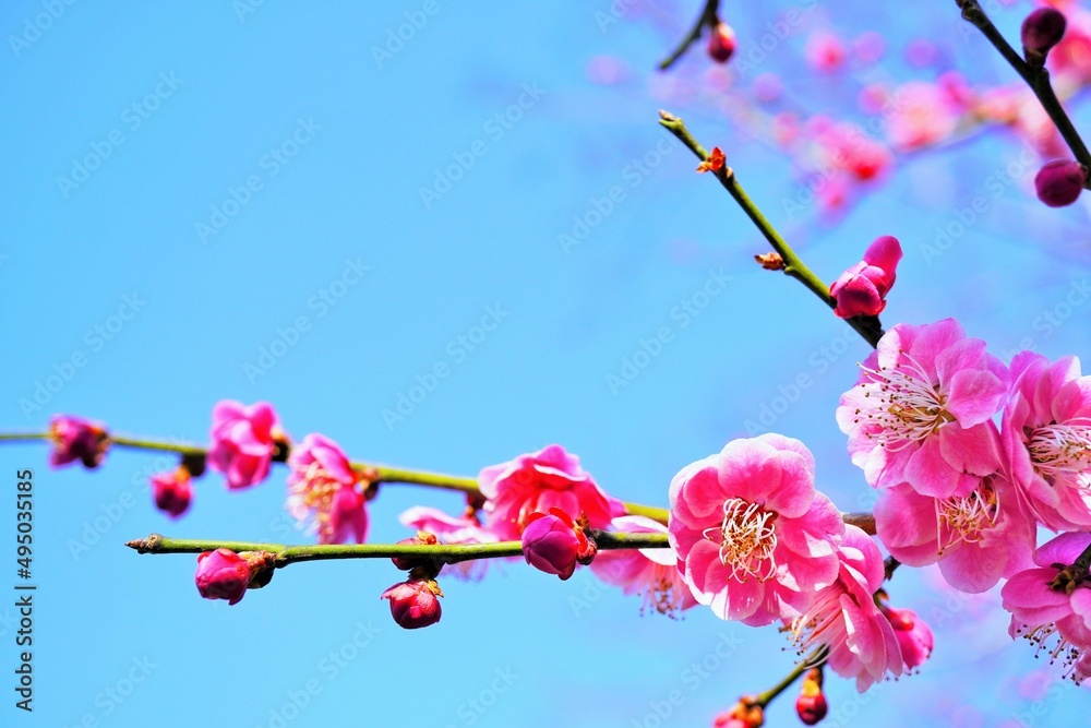 青空を背景にした濃いピンクの浮牡丹の梅の花