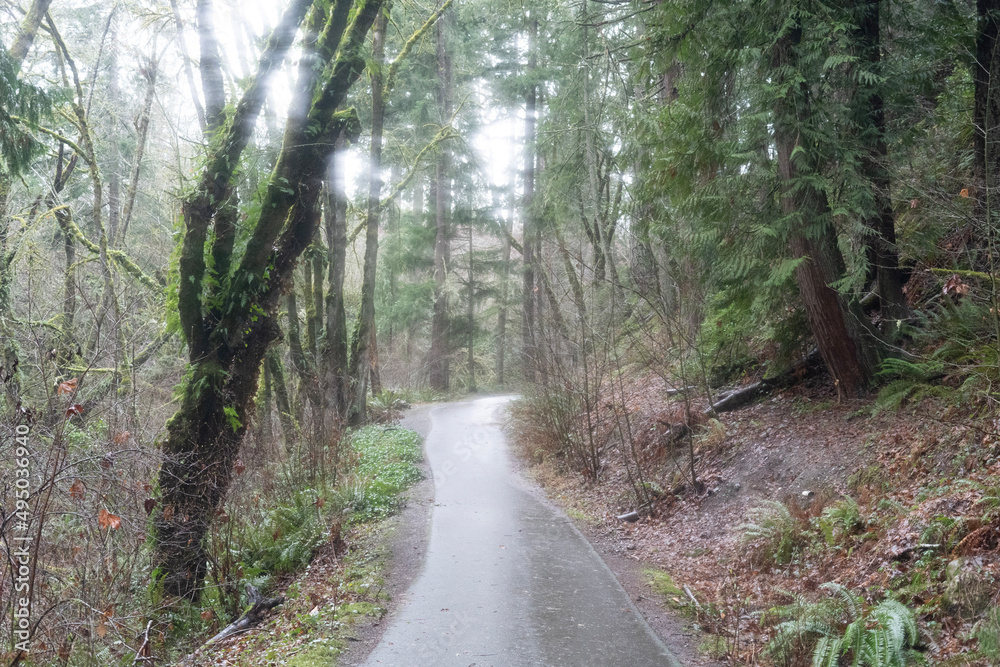 Fototapeta premium path in the forest