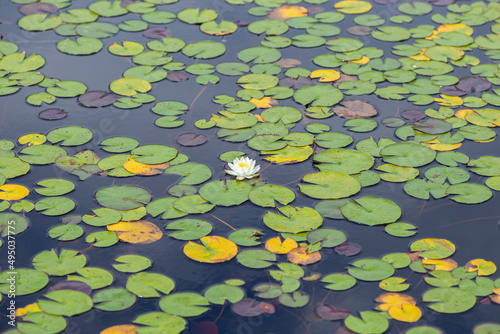 Fotografie Lilypond with leaf and flower